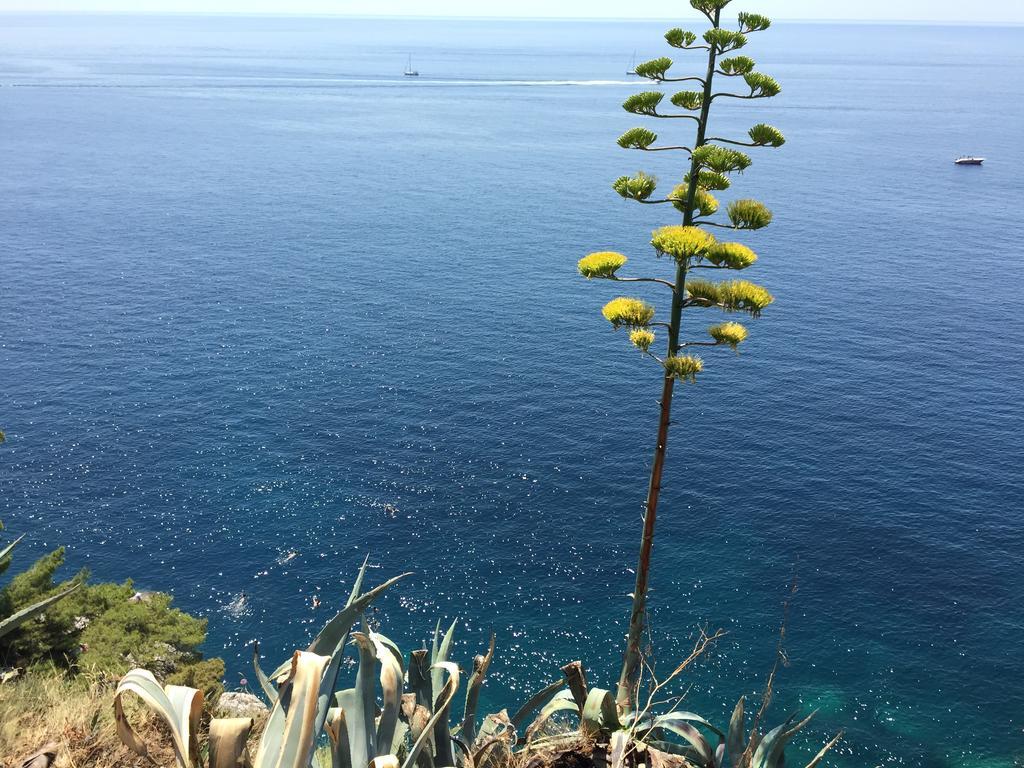 White & Co Villa And Apartments Dubrovnik Ngoại thất bức ảnh